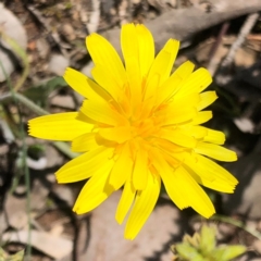 Microseris walteri (Yam Daisy, Murnong) at Carwoola, NSW - 28 Sep 2020 by MeganDixon