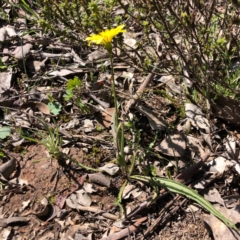 Microseris walteri at Carwoola, NSW - 28 Sep 2020