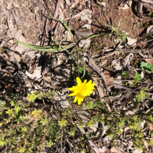 Microseris walteri at Carwoola, NSW - 28 Sep 2020