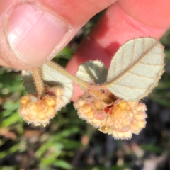 Pomaderris eriocephala at Carwoola, NSW - 28 Sep 2020