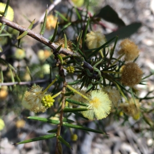 Acacia genistifolia at Carwoola, NSW - 28 Sep 2020