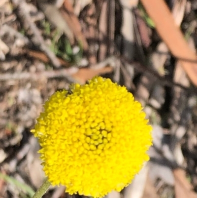 Craspedia variabilis (Common Billy Buttons) at Stony Creek Nature Reserve - 28 Sep 2020 by MeganDixon