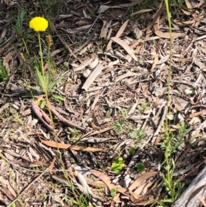 Craspedia variabilis at Carwoola, NSW - suppressed