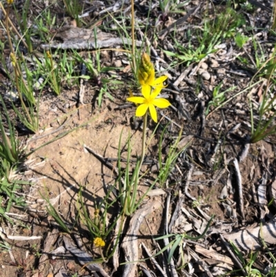 Bulbine bulbosa (Golden Lily, Bulbine Lily) at Carwoola, NSW - 28 Sep 2020 by MeganDixon