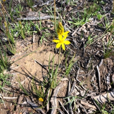 Bulbine bulbosa (Golden Lily) at Carwoola, NSW - 28 Sep 2020 by MeganDixon