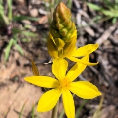 Bulbine bulbosa at Carwoola, NSW - 28 Sep 2020 02:21 PM