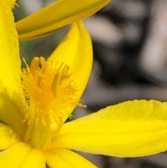 Bulbine bulbosa at Carwoola, NSW - 28 Sep 2020 02:21 PM