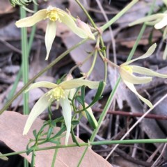 Clematis leptophylla (Small-leaf Clematis, Old Man's Beard) at Carwoola, NSW - 19 Aug 2020 by MeganDixon