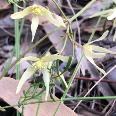 Clematis leptophylla (Small-leaf Clematis, Old Man's Beard) at Carwoola, NSW - 19 Aug 2020 by MeganDixon