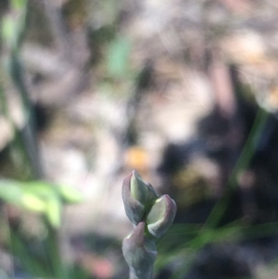 Thelymitra sp. (A Sun Orchid) at Kambah, ACT - 17 Oct 2020 by George