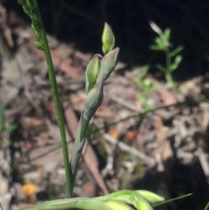 Thelymitra sp. at Kambah, ACT - suppressed