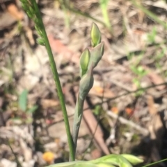 Thelymitra sp. at Kambah, ACT - suppressed