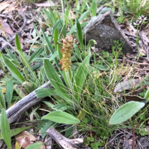 Plantago varia at Carwoola, NSW - 28 Sep 2020