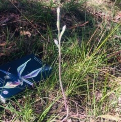 Thelymitra sp. (A Sun Orchid) at Little Taylor Grasslands - 17 Oct 2020 by George