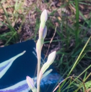 Thelymitra sp. at Kambah, ACT - suppressed