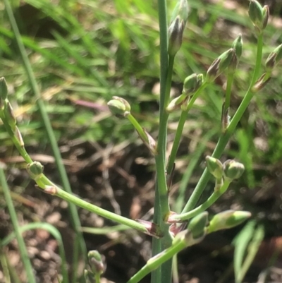 Asparagus officinalis (Asparagus) at Little Taylor Grasslands - 17 Oct 2020 by George