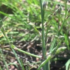 Asparagus officinalis at Kambah, ACT - 17 Oct 2020 04:16 PM