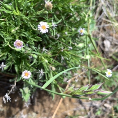 Vittadinia muelleri (Narrow-leafed New Holland Daisy) at Mulanggari Grasslands - 18 Oct 2020 by OllieCal