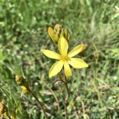 Bulbine bulbosa (Golden Lily) at Franklin, ACT - 18 Oct 2020 by OllieCal