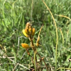 Bulbine bulbosa at Franklin, ACT - 18 Oct 2020