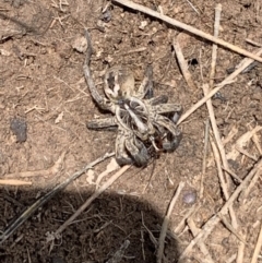 Tasmanicosa sp. (genus) (Unidentified Tasmanicosa wolf spider) at Mulanggari Grasslands - 18 Oct 2020 by OllieCal