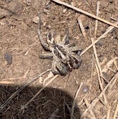 Tasmanicosa sp. (genus) (Unidentified Tasmanicosa wolf spider) at Mulanggari Grasslands - 18 Oct 2020 by OllieCal
