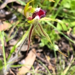 Caladenia parva (Brown-clubbed Spider Orchid) at Stony Creek Nature Reserve - 17 Oct 2020 by MeganDixon