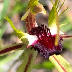 Caladenia parva at Carwoola, NSW - suppressed