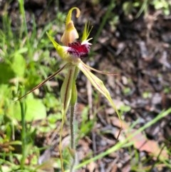 Caladenia parva at Carwoola, NSW - suppressed