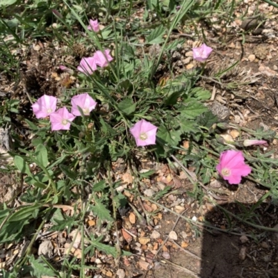 Convolvulus angustissimus subsp. angustissimus (Australian Bindweed) at Mulanggari Grasslands - 18 Oct 2020 by OllieCal