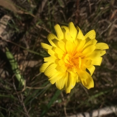 Microseris walteri (Yam Daisy, Murnong) at Little Taylor Grasslands - 2 Oct 2020 by George