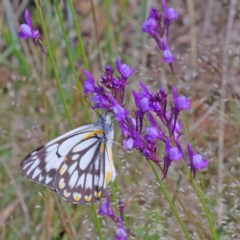 Belenois java (Caper White) at O'Connor, ACT - 17 Oct 2020 by ConBoekel