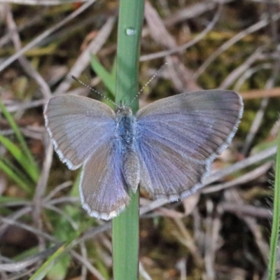 Zizina otis (Common Grass-Blue) at O'Connor, ACT - 17 Oct 2020 by ConBoekel