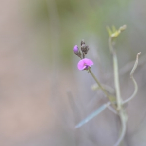 Glycine clandestina at Kowen, ACT - 12 Sep 2020 10:27 AM