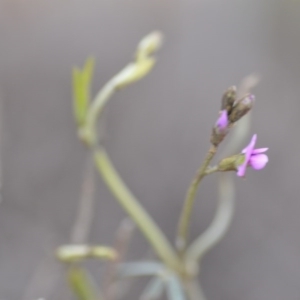 Glycine clandestina at Kowen, ACT - 12 Sep 2020