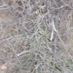 Glycine clandestina at Kowen, ACT - 12 Sep 2020 10:27 AM