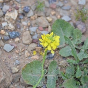 Hirschfeldia incana at Kowen, ACT - 12 Sep 2020