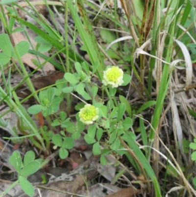 Trifolium campestre (Hop Clover) at Hawker, ACT - 17 Oct 2020 by sangio7