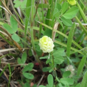 Trifolium campestre at Hawker, ACT - 17 Oct 2020