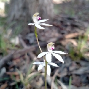 Caladenia moschata at Gundaroo, NSW - suppressed