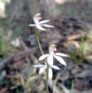 Caladenia moschata at Gundaroo, NSW - 16 Oct 2020