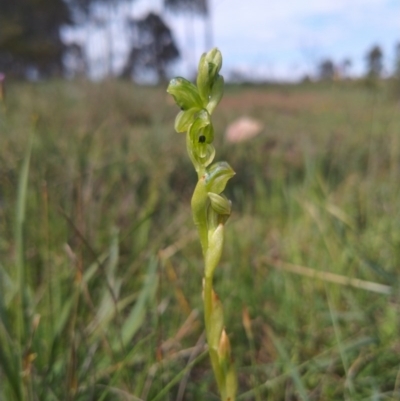 Hymenochilus bicolor (Black-tip Greenhood) at Gundaroo, NSW - 16 Oct 2020 by RyuCallaway