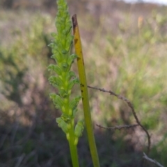 Microtis unifolia (Common Onion Orchid) at Gundaroo, NSW - 16 Oct 2020 by RyuCallaway