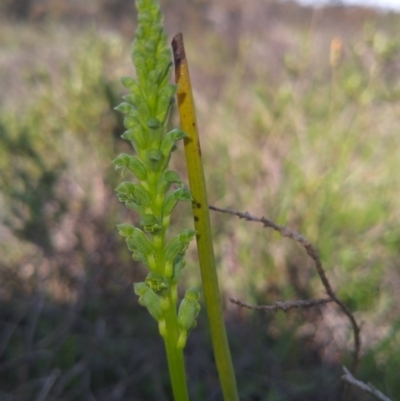 Microtis unifolia (Common Onion Orchid) at Gundaroo, NSW - 16 Oct 2020 by RyuCallaway