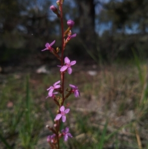 Stylidium sp. at Gundaroo, NSW - 16 Oct 2020