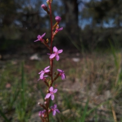 Stylidium (genus) (Trigger Plant) at Gundaroo, NSW - 16 Oct 2020 by ArcherCallaway