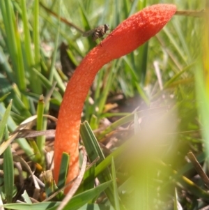 Phallus rubicundus at Gundaroo, NSW - 16 Oct 2020 12:12 PM