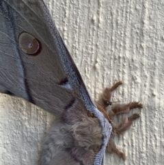 Opodiphthera eucalypti (Emperor Gum Moth) at Nanima, NSW - 18 Oct 2020 by 81mv