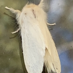 Trichiocercus sparshalli (Sparshall's Moth) at Nanima, NSW - 17 Oct 2020 by 81mv