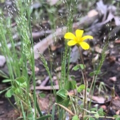 Oxalis sp. (Wood Sorrel) at Bruce, ACT - 17 Oct 2020 by goyenjudy